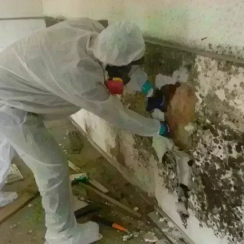 Mold Remediation and Removal in Andrews, IN